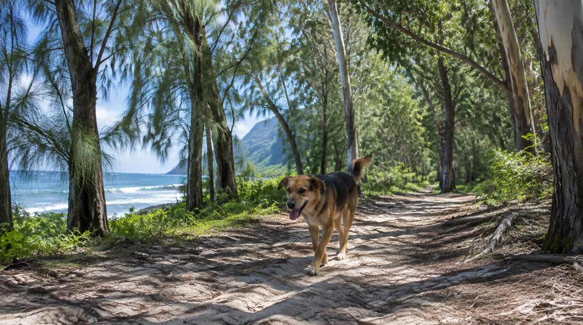 Chien qui trotte sur un chemin de sable dans une forêt de filaos et d'eucalyptus