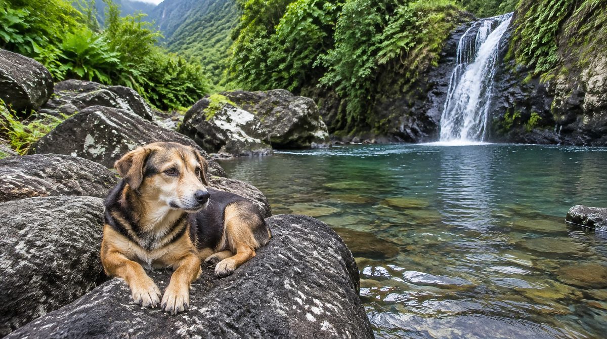 Chien couché sur des rochers de basalte au bord d'une rivière claire, végétation tropicale