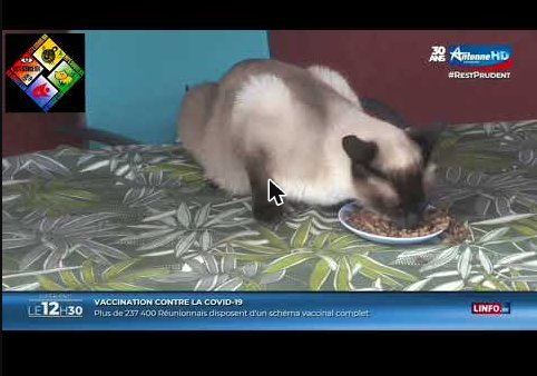 Reportage Antenne Réunion sur Pets Service 974