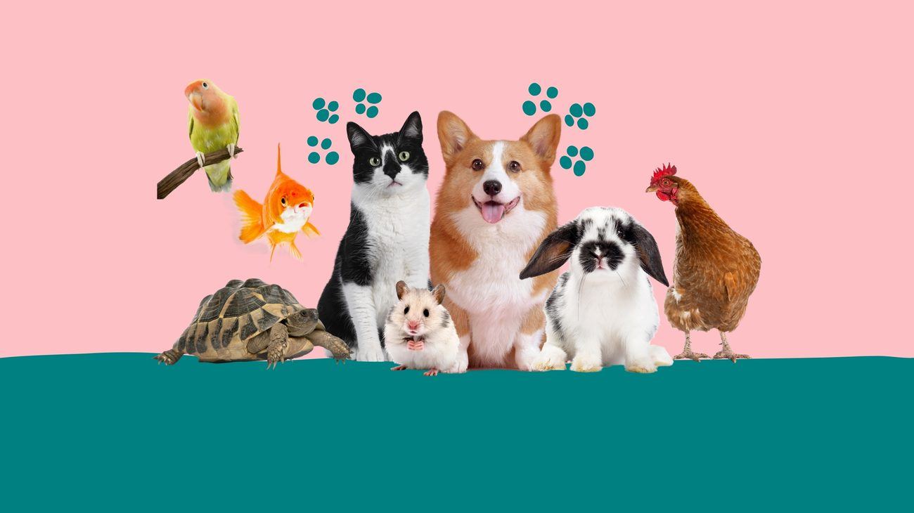 Pension / chatterie familiale pour chat — Pets Service 974 La Réunion